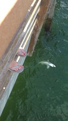 Carcharhinus limbatus