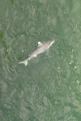 Carcharhinus limbatus