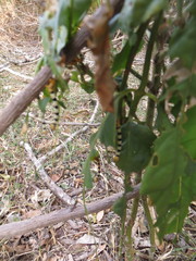 Mitriostigma axillare