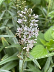 Lysimachia ephemerum