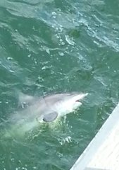 Carcharhinus limbatus