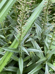 Lysimachia ephemerum