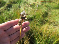 Bolboschoenus planiculmis