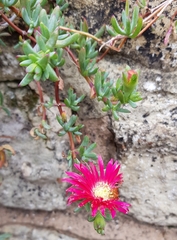 Lampranthus falciformis