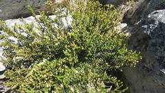 Adenandra fragrans