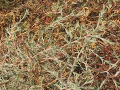 Petrosimonia triandra