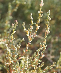 Petrosimonia oppositifolia