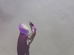 Lupinus albifrons collinus