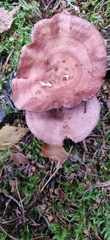 Lactarius spinosulus