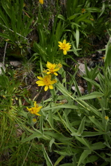 Arnica longifolia