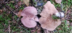 Lactarius spinosulus