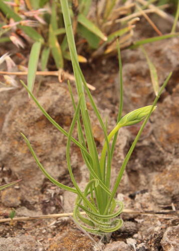 Dipcadi marlothii