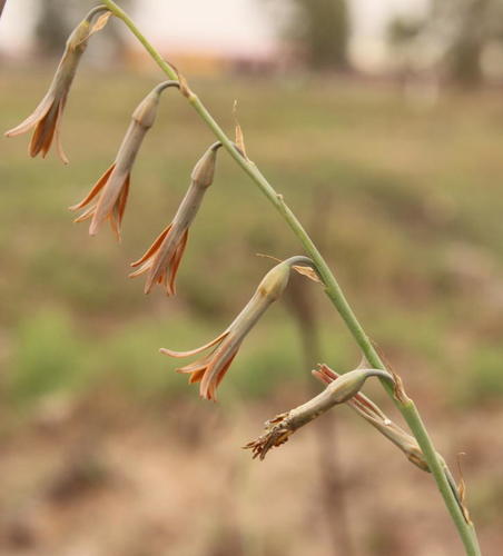 Dipcadi marlothii