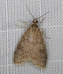 Scoparia penumbralis
