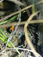 Pseudophryne australis