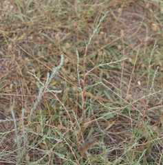 Petrosimonia triandra