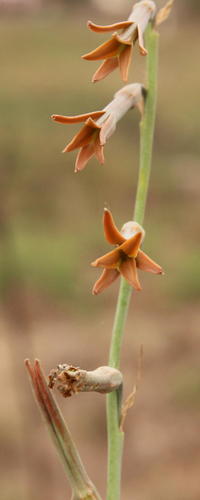 Dipcadi marlothii