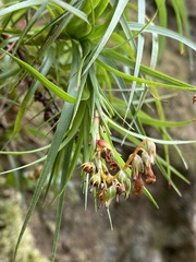 Dracophyllum secundum