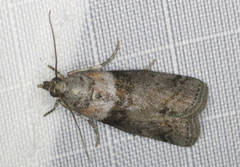 Sciota subfuscella