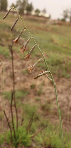 Dipcadi marlothii