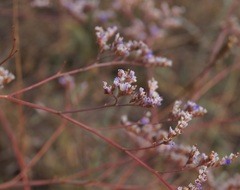 Limonium meyeri