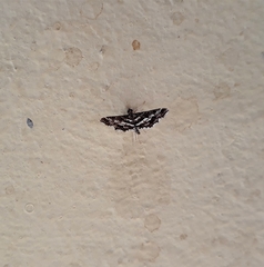 Diasemiopsis