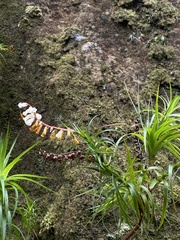 Dracophyllum secundum