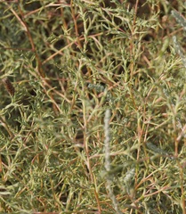 Petrosimonia triandra