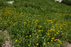 Arnica longifolia