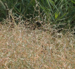 Petrosimonia triandra