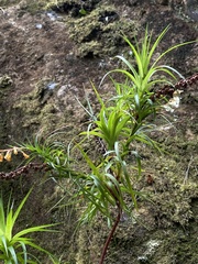 Dracophyllum secundum