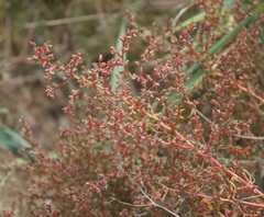 Petrosimonia oppositifolia