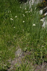 Triantha occidentalis occidentalis