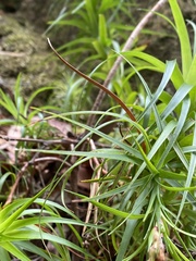 Dracophyllum secundum