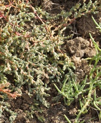 Petrosimonia oppositifolia