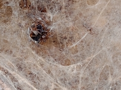 Stegodyphus sarasinorum