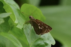 Polytremis lubricans