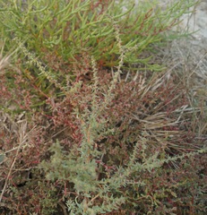 Suaeda prostrata