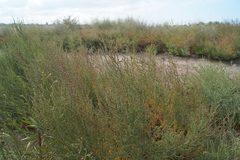 Suaeda prostrata