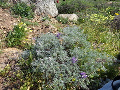 Lupinus albifrons collinus