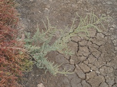 Suaeda prostrata