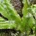 Great Scented Liverwort - Photo (c) S., some rights reserved (CC BY-NC), uploaded by S.