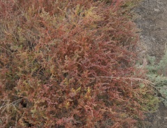 Petrosimonia oppositifolia