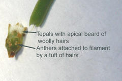 Thesium capitatum
