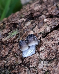 Mycena nargan