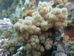 Eunephthya thyrsoidea