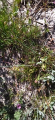Hemimeris gracilis