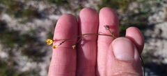 Hemimeris gracilis