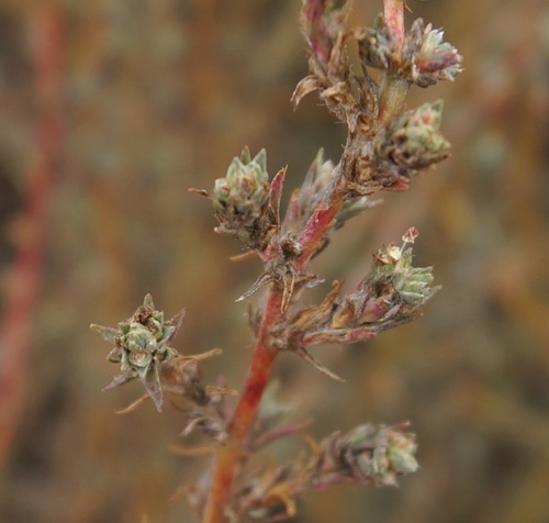 Forage Kochia