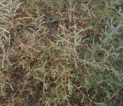 Petrosimonia triandra